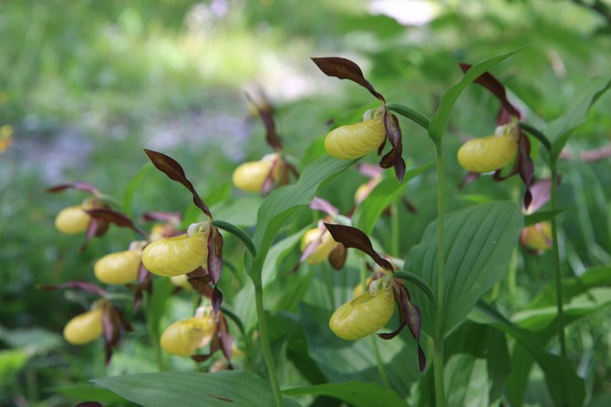 Paphiopedilum behöver regelbunden vattning, detsamma under hela året