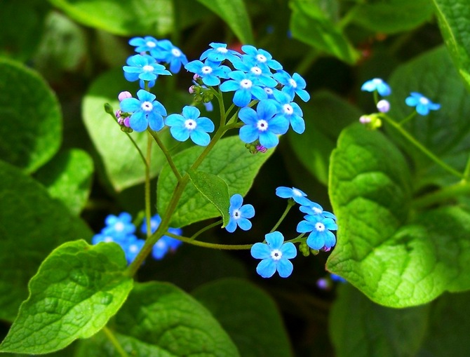 Brunner - plantering och vård i det öppna fältet. Typer och sorter av brunner. Beskrivning, foto