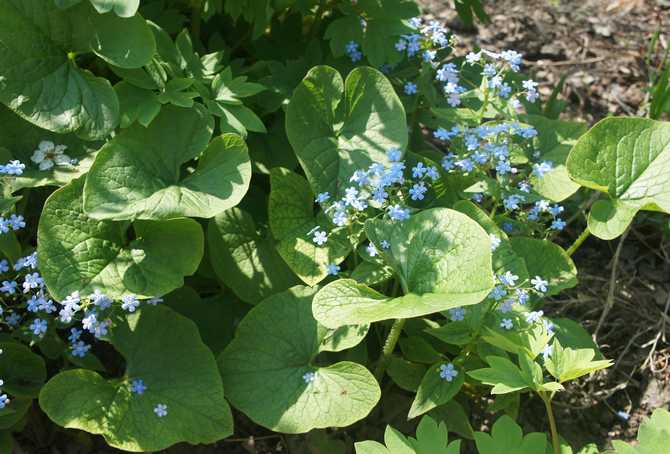 Den mest optimala tiden för att plantera brunnare i öppen mark är från juli till början av augusti.