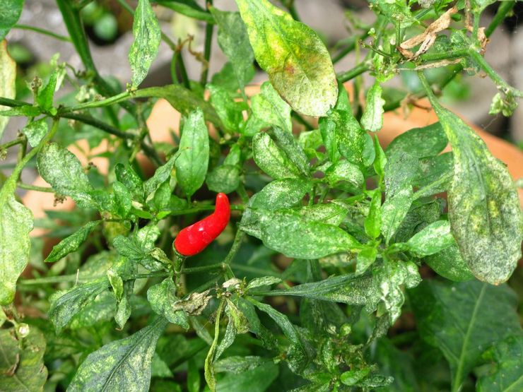 Capsicum skadedjur och sjukdomar