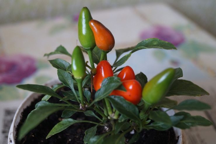 Capsicum transplantation