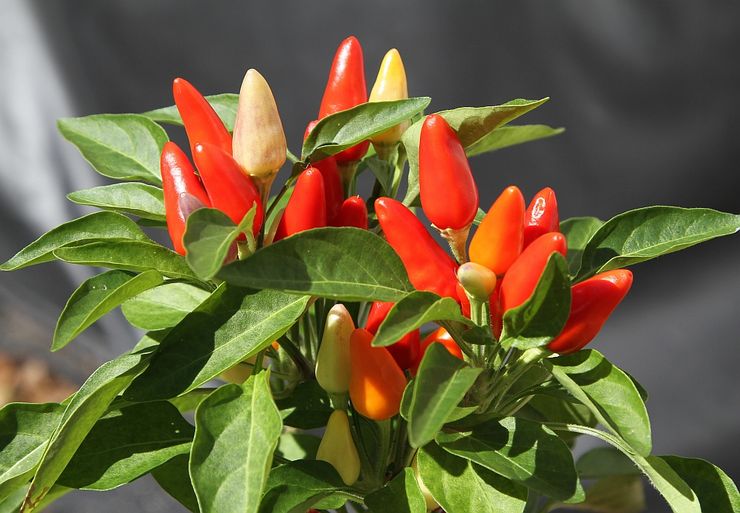 Plant capsicum