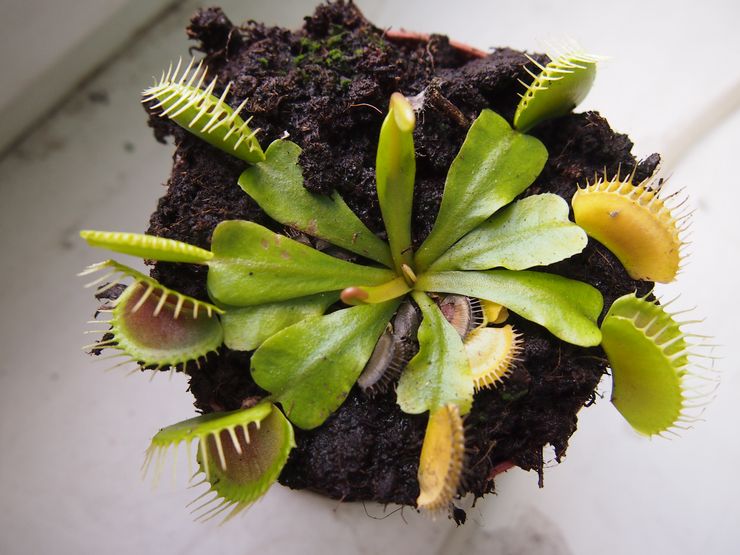 Penyakit flytrap Venus