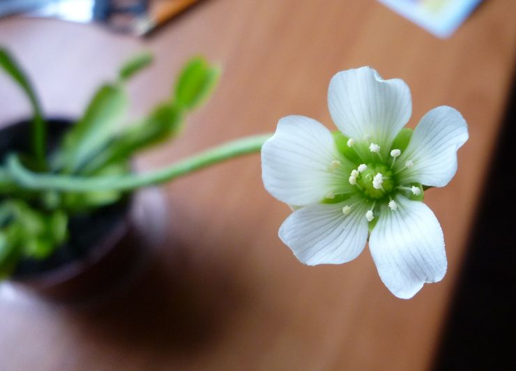 Venus flytfälla blommar