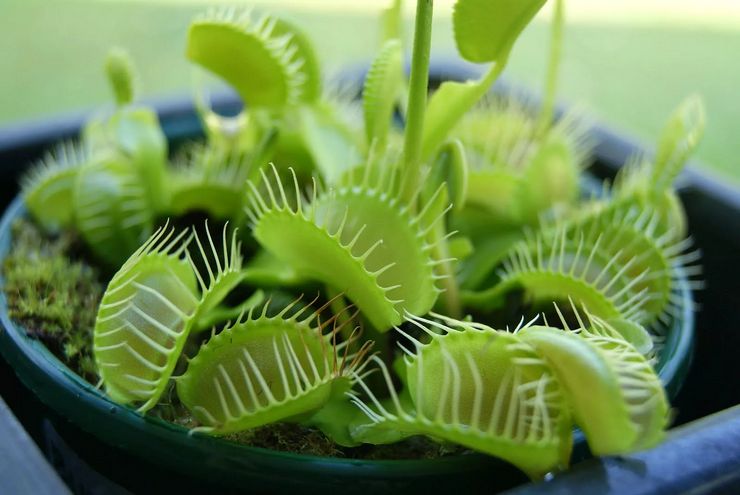 Keterangan flytrap Venus