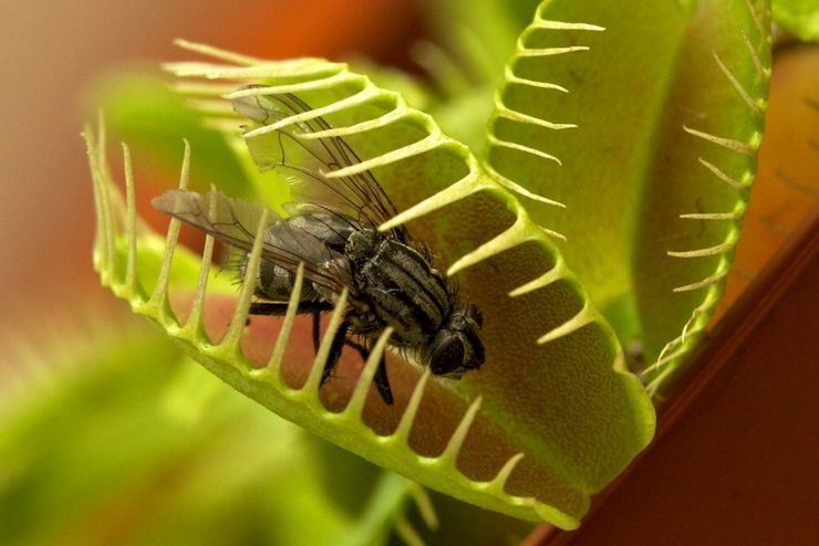 Diet flytrap Venus