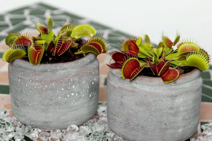 Växande Venus Flytrap