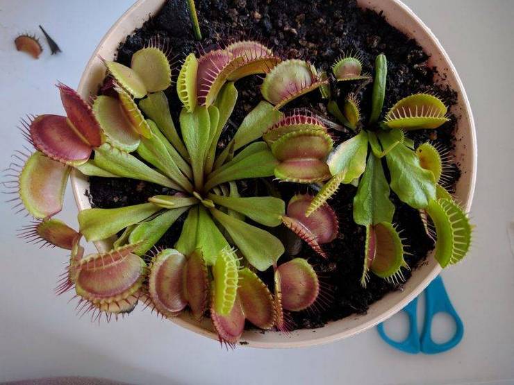 Venus flytrap skadedjur