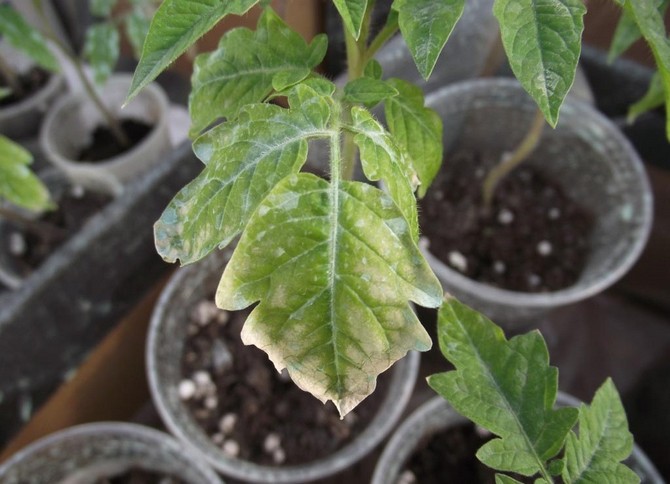 Anak benih tomato berubah menjadi pucat dan kuning, daunnya kering dan gugur