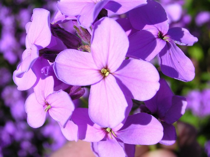 Hesperis dalam reka bentuk landskap