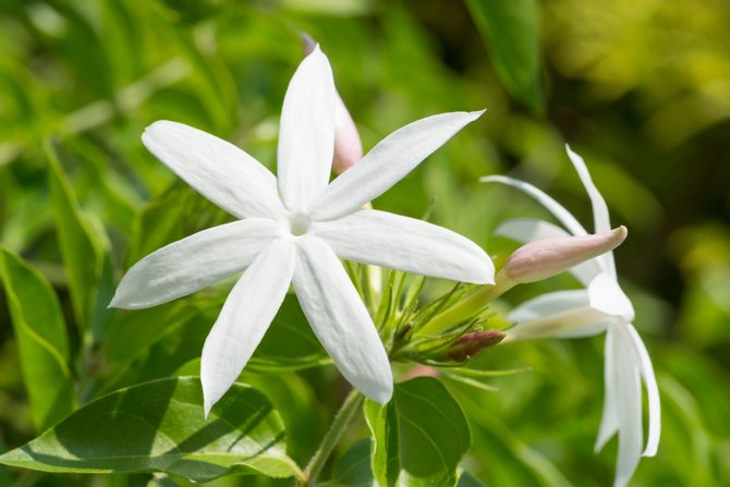 Placera rosstammar eller jasminkvistar i plantskolan - de kommer inte bara att dekorera interiören utan kommer också att vara användbara