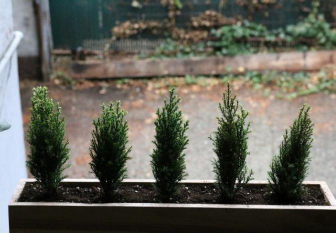 Cypress förökas med utsäde och sticklingar.