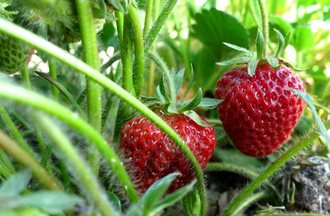 Makan strawberi kedua pada musim panas