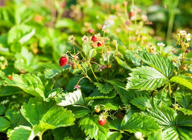 Memberi makan strawberi pertama pada musim bunga