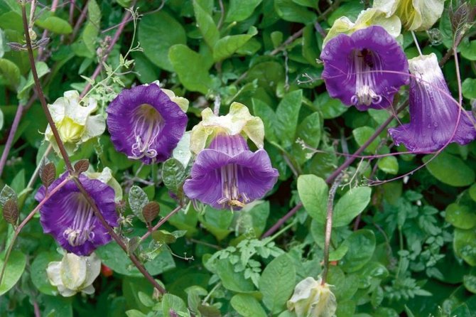 Kobei blomma - odlad av utsäde. Plantering och vård av en kobe. Beskrivning, typer, foton