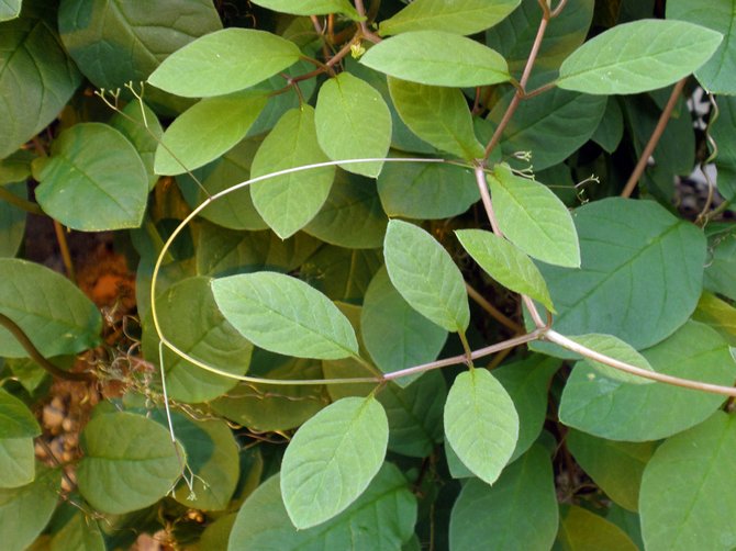 Plantorna överförs till sin permanenta vistelse när hotet om frost har gått - det här är slutet av maj eller början av juni.