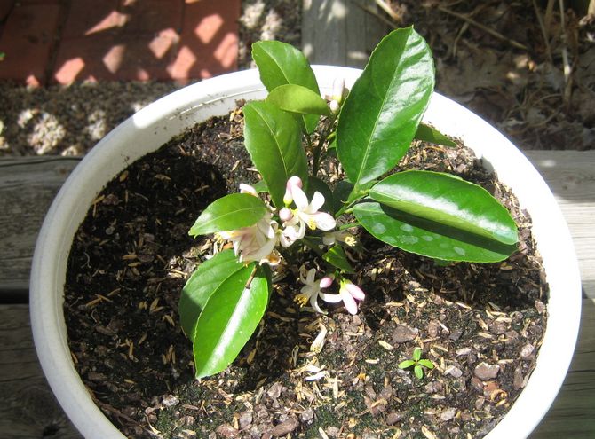 Varje blomsterhandlare som har citrusfrukter i sin samling ser fram emot blommans utseende.