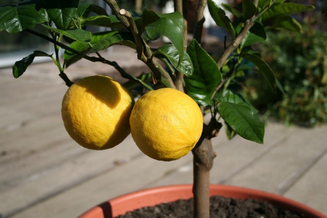 Citron - hemvård och odling. Plantering och reproduktion. Beskrivning, sorter, foton