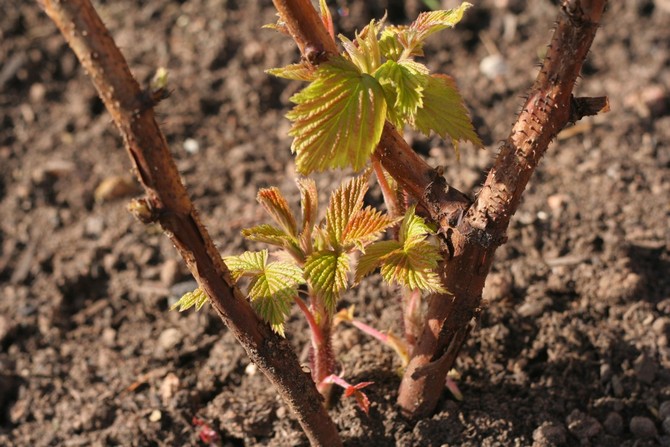 Menyiapkan kebun dan menanam raspberi