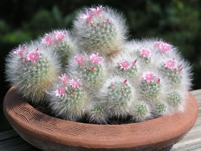 Kesukaran menumbuhkan mammillaria