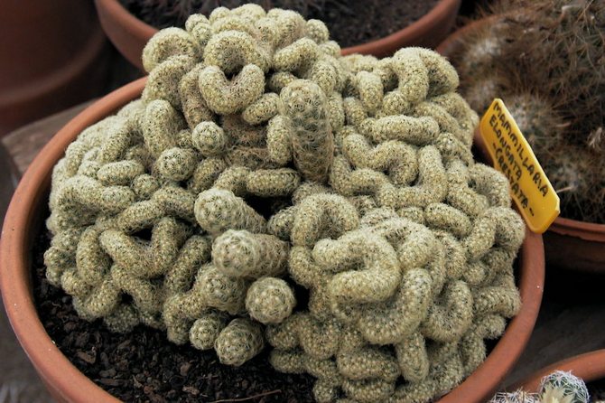 Jenis mamillaria yang popular