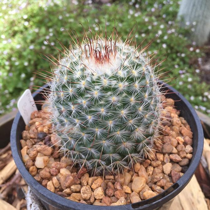 Mammillaria - membesar dan merawat di rumah