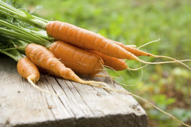 Jenis wortel yang paling manis untuk makanan bayi