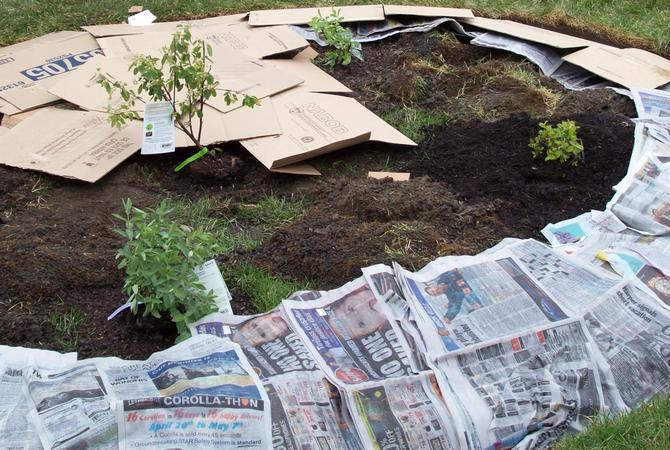 Läs färg och svartvita tidningar kan säkert läggas på sängarna - de blir en utmärkt mulch och förhindrar ogräs från att växa.