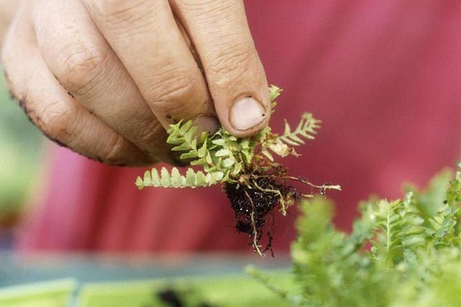 Pembiakan pakis nefrolepis boleh dilakukan dengan dua cara: dengan pucuk dan pembelahan.