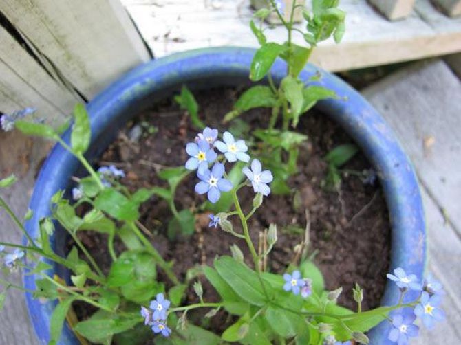 Det finns flera sätt att odla glöm-mig-inte. Det enklaste sättet att få nya avkommor av blommor är med frön