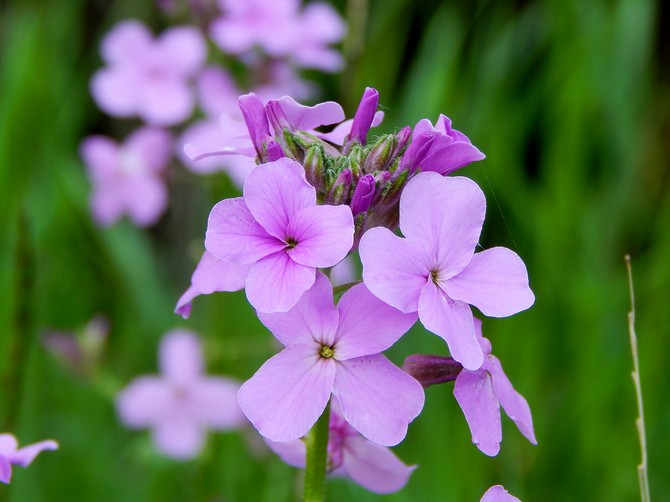 Pesta Matrona atau Night violet (Hesperis). Berkembang dan menjaga. Penanaman dan pembiakan