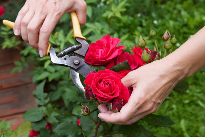 Alla vissna blommor och absolut alla skott beskärs.