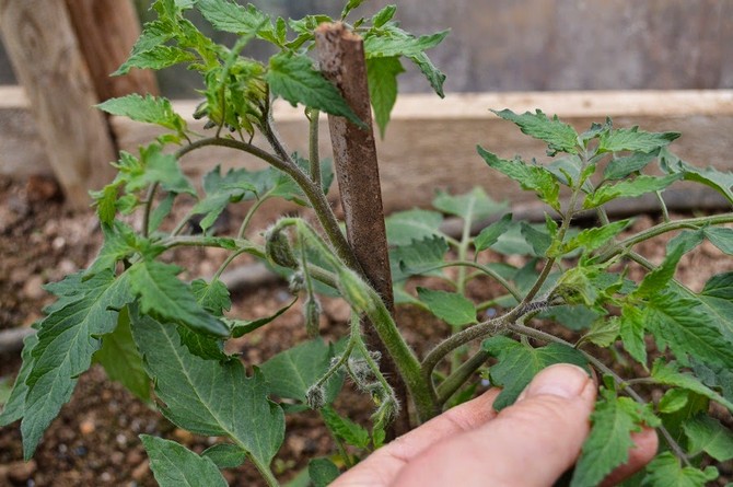 Stegbarn dyker upp så snart växten börjar blomstra och växer från bladets bihålor