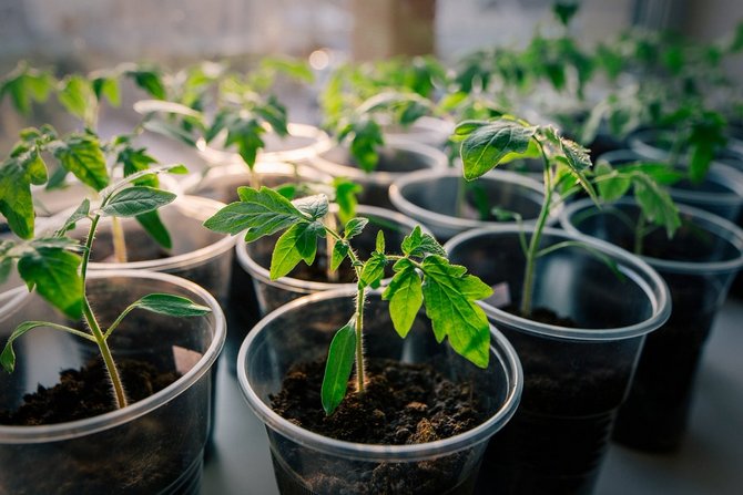 Optimala temperaturförhållanden för odling och plockning av tomatplantor