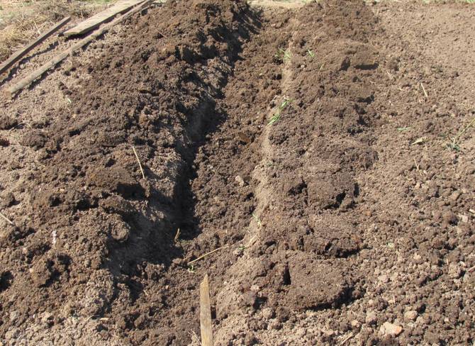 Förbereder dikar för plantering av potatis