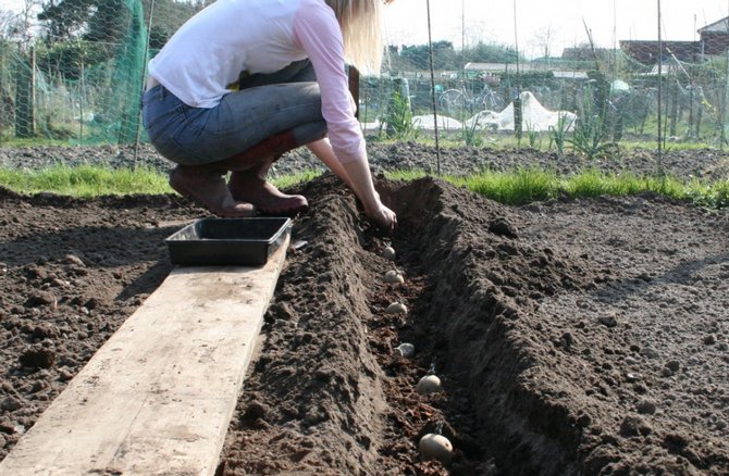 Plantering och kullning av potatis