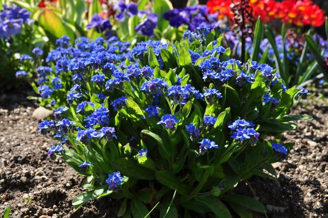 Trots det faktum att glöm mig inte refererar till ljusälskande blommor, kommer det att vara bäst för henne i ett skuggat område.