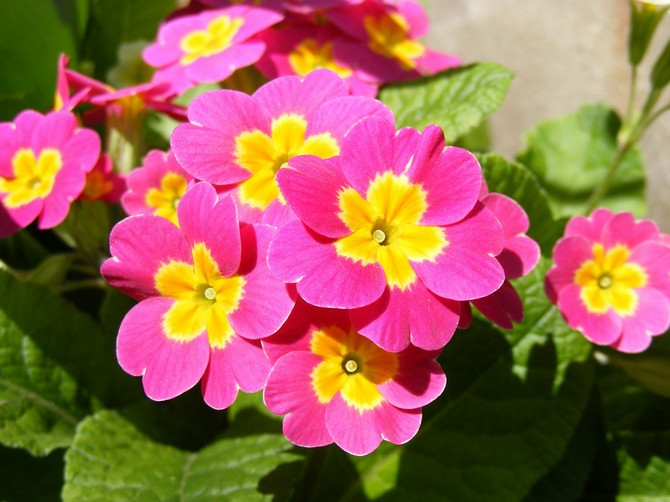 Primula-rum. Hemvård och odling. Plantering och avel