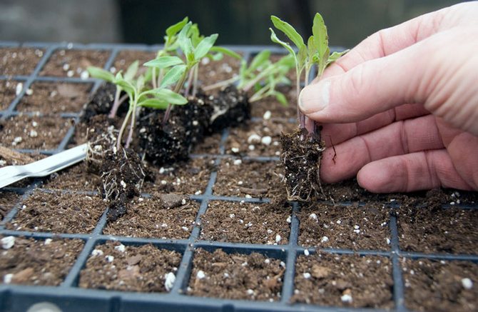 Svartfotkontroll: hur man sparar plantor