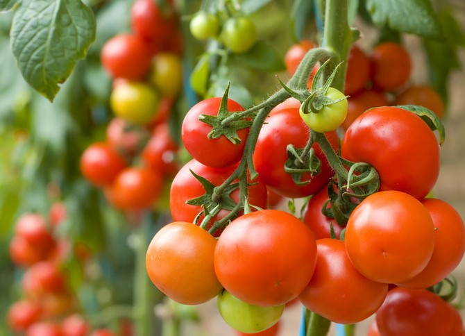 Odling av tomatplantor (tomater): såtid och optimala temperaturförhållanden