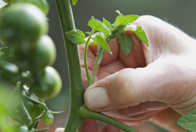 Tomatbetning: hur och när man ska göra det