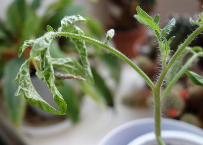 De viktigaste problemen med tomatplantor och hur man löser dem