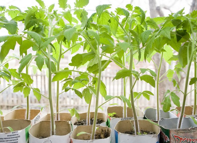 Gödselmedel och utfodring av tomatplantor