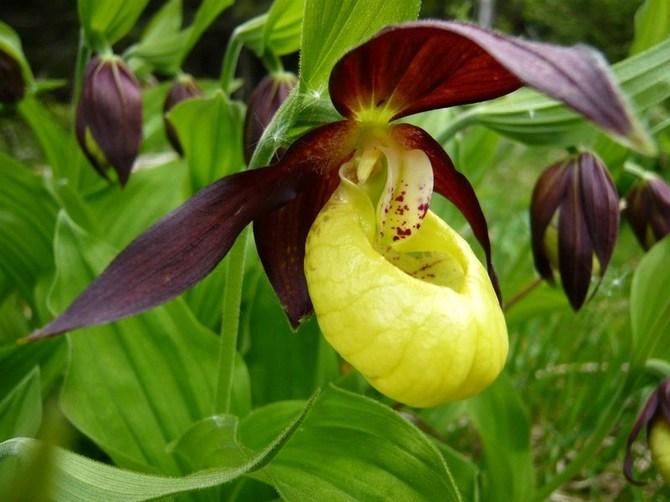 Damens toffel. Paphiopedilum. Växa och ta hand om hemma