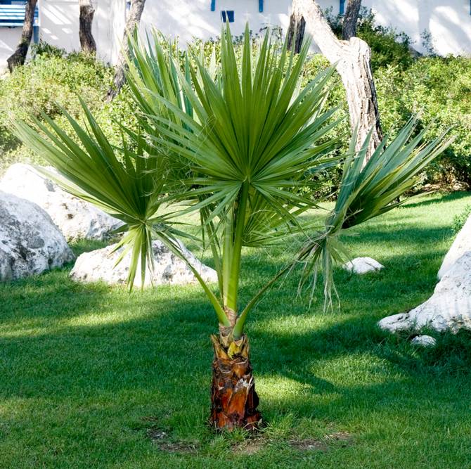 Jenis dan jenis pokok palma eksotik yang popular