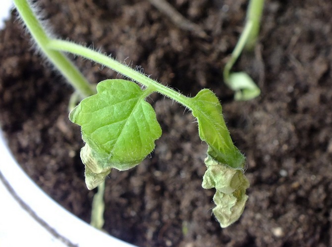 Hujung daun kering pada anak benih tomato