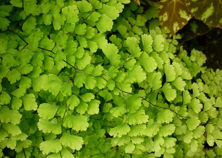 Maidenhair "Venus of the Hair"