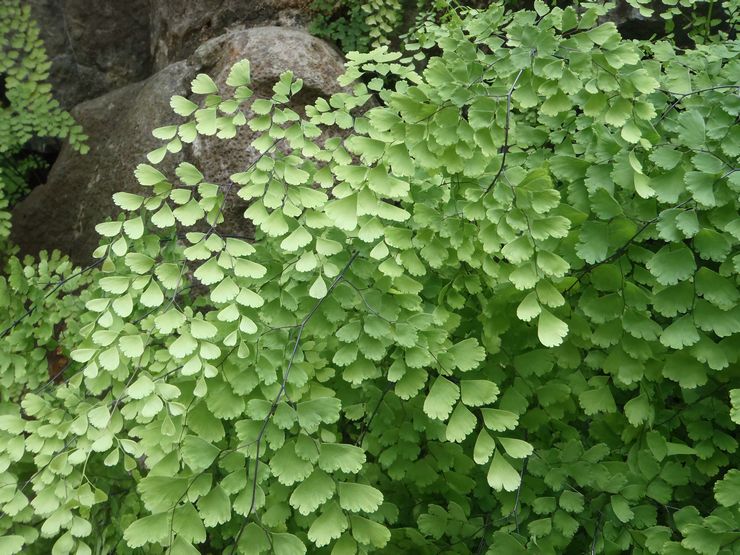 Maidenhair berbentuk baji