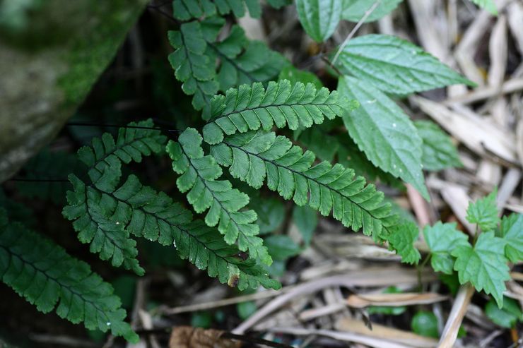 Maidenhair telus