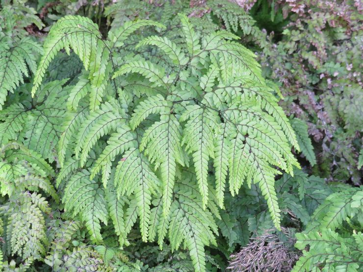 Maidenhair cantik